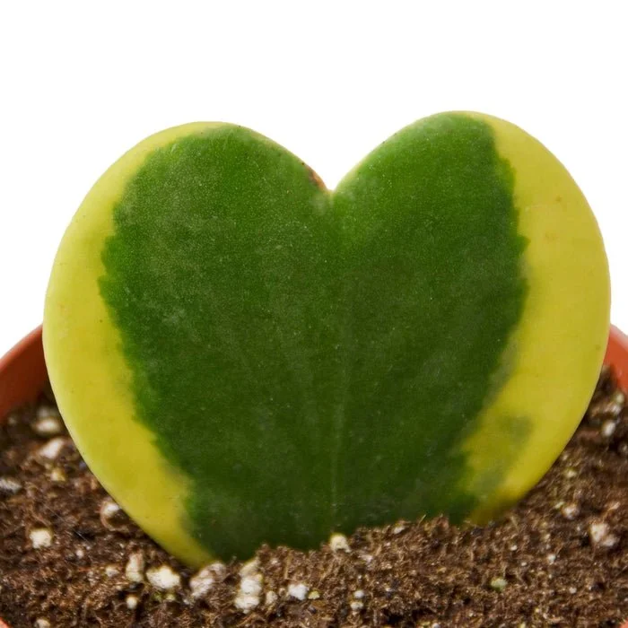 Hoya Sweetheart Variegated – Heart-Shaped Wax Plant, Low